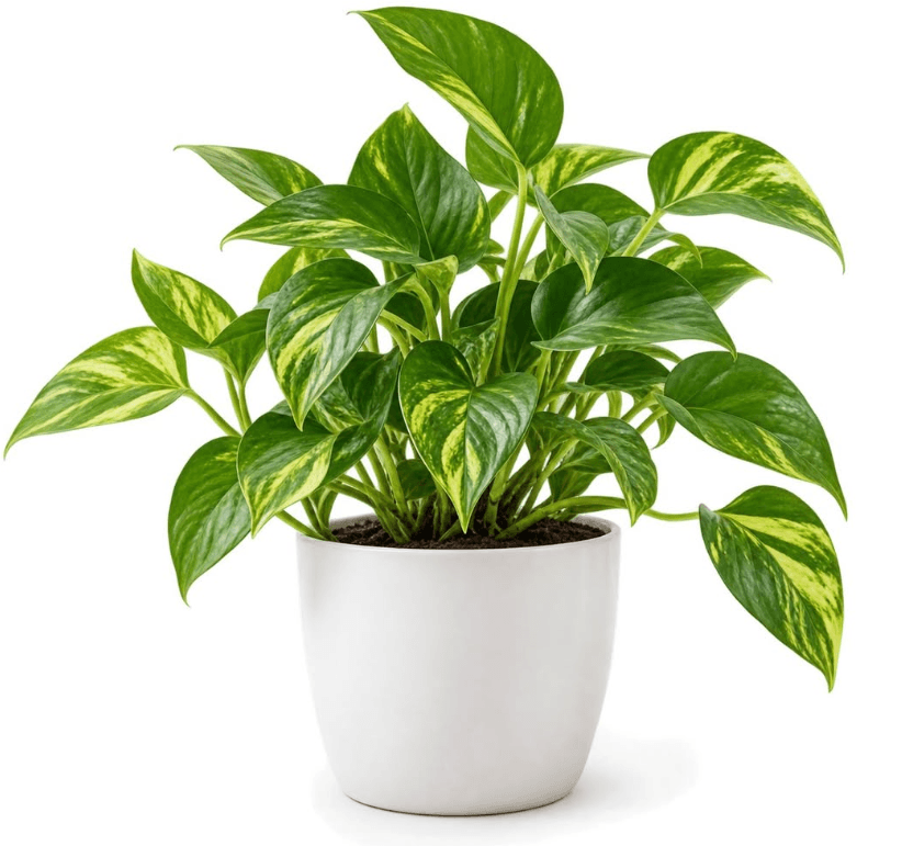 Pot